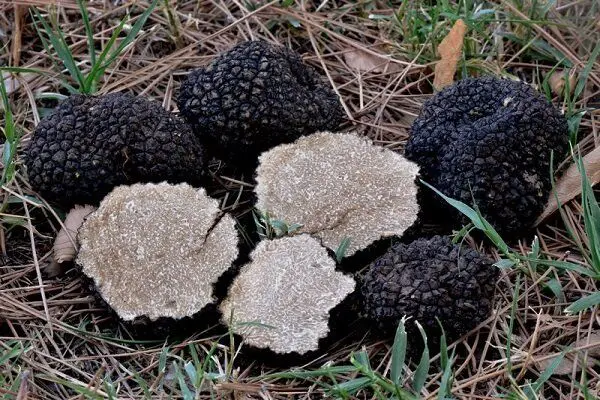 ordinary black truffle