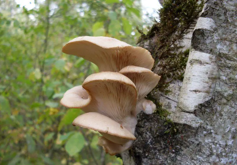 oyster mushrooms grow on birch tree
