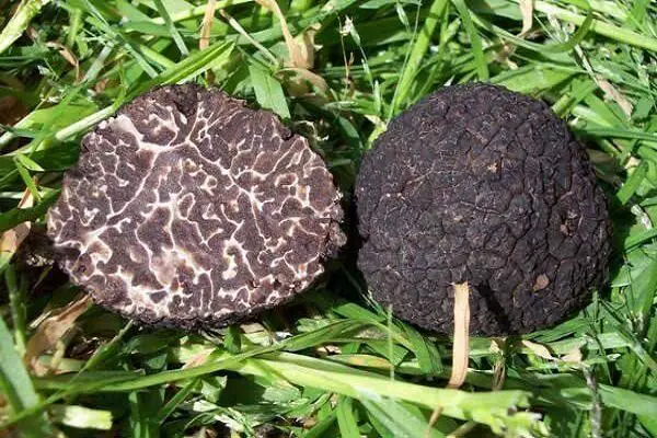 summer truffle or burgundy truffle