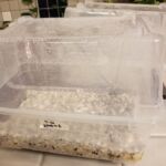 Monotub vs Shotgun Fruiting Chamber For Mushroom Growing