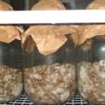 best humidity for mycelium growth