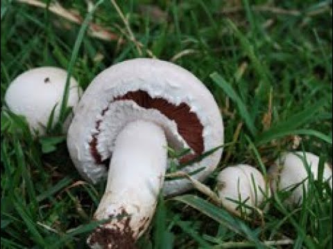 agaricus campestris mushroom grows in grass