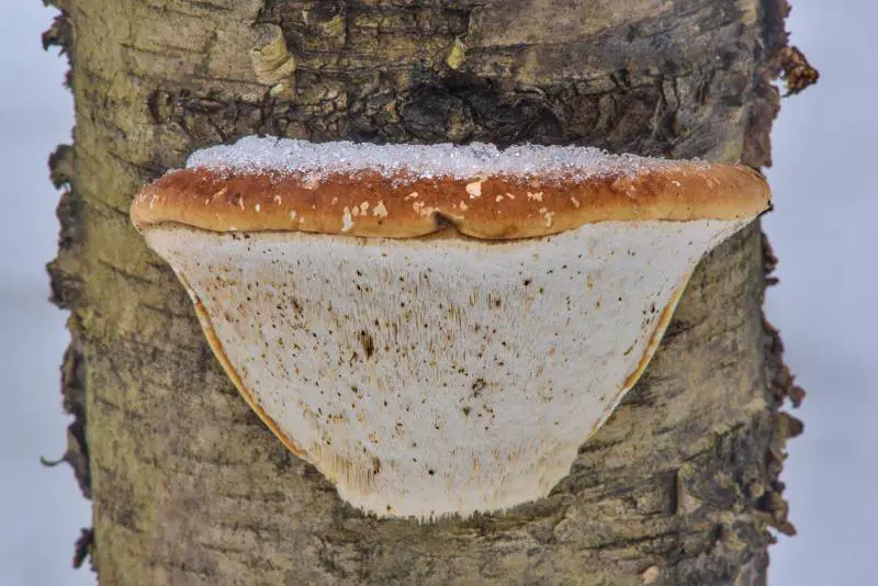 birch polypore mushroom