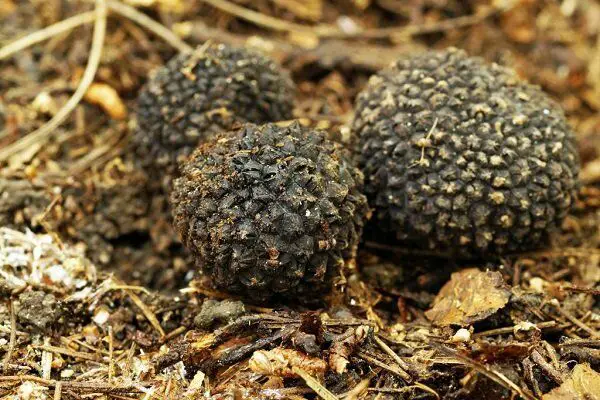 black summer truffle tuber aestivum vitt vittadini