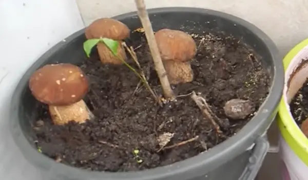 can you have mushrooms as a houseplant