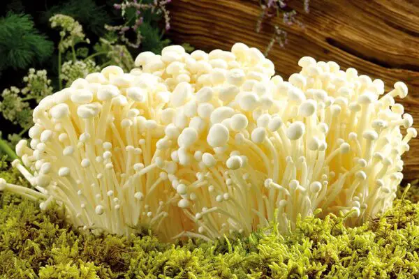 enoki mushrooms grow in clusters