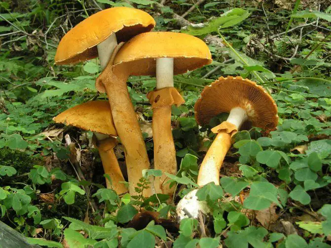 golden bootleg mushroom phaeolepiota aurea