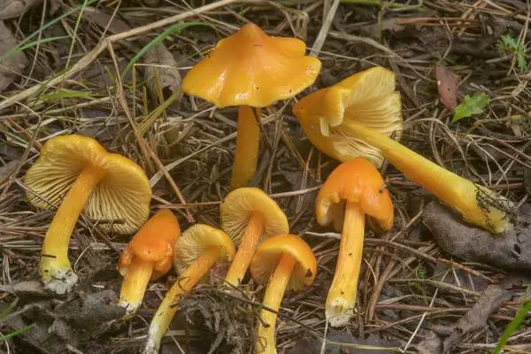 golden waxcap mushroom hygrocybe chlorophana 1
