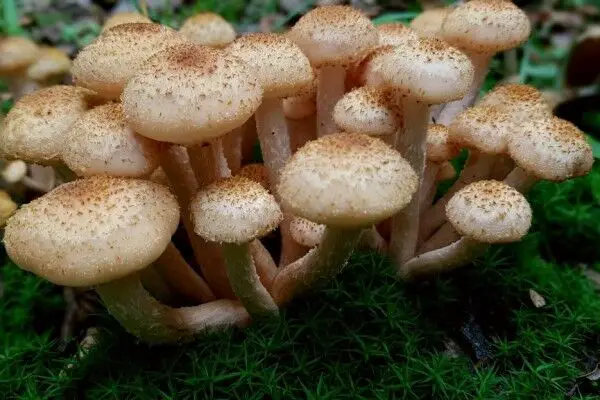 honey mushroom armillaria mellea