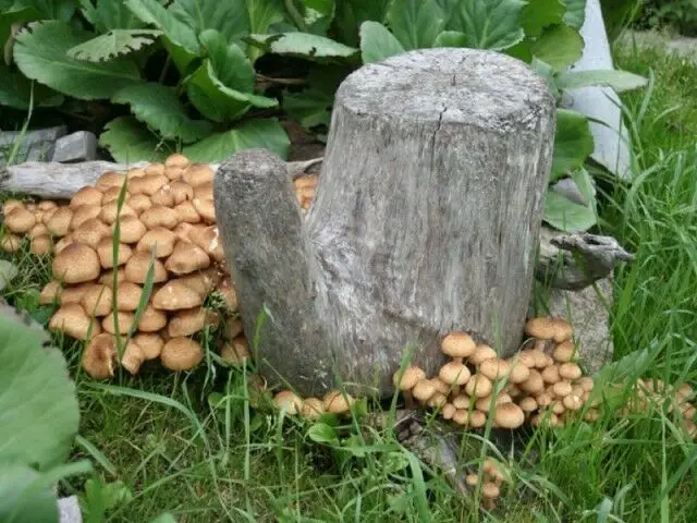 how to get mushrooms to grow in your yard