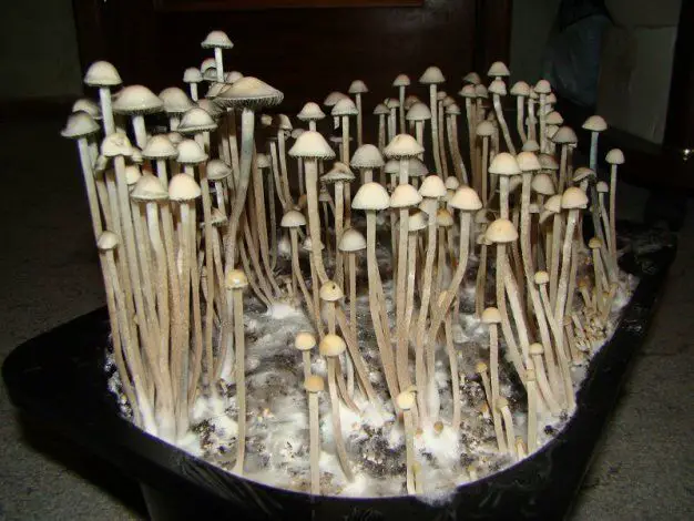 how to collect mushroom spores