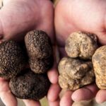 Is It Possible to Grow Truffles