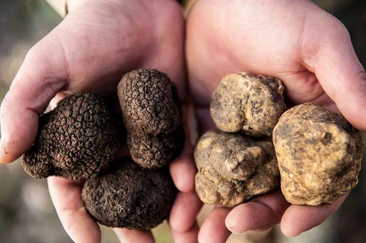 is it possible to grow truffles 1
