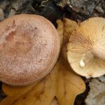 17 Mushrooms That Grow Under Oak Trees: Identification Guide