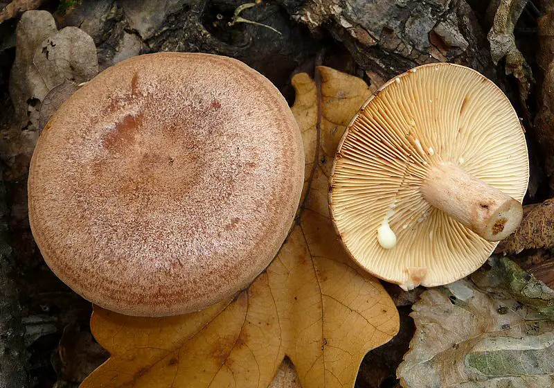lactarius: Mushrooms That Grow Under & On Oak Trees