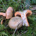 13 Mushrooms That Grow Under Spruce Trees: Identification