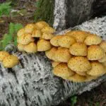 13 Mushrooms that Grow under Silver Birch Trees with Photos