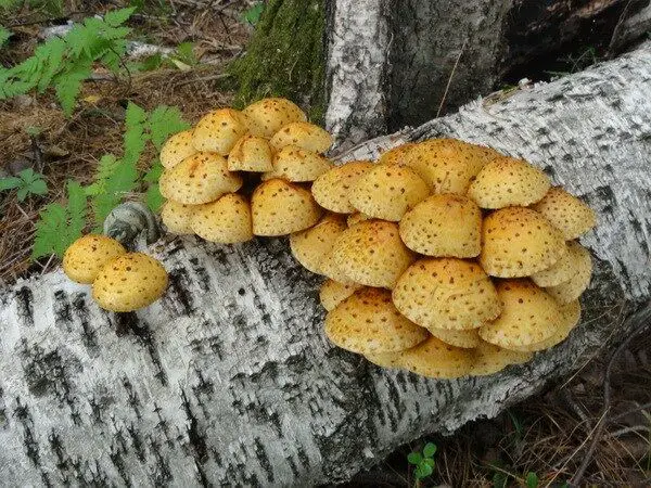 mushrooms that grow under silver birch trees