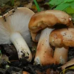 10 Mushrooms that grow on Poplar trees (Edible & Non Edible)