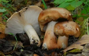 mushrooms that grow on poplar trees