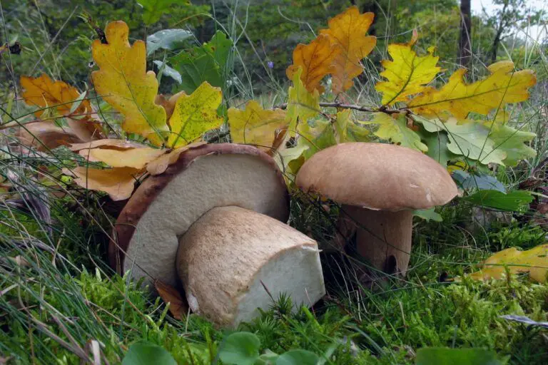 oak tree with mushroom