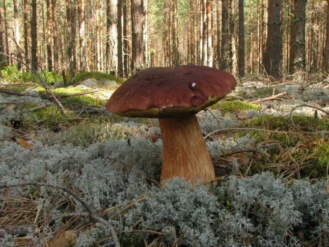 pine tree with mushroom