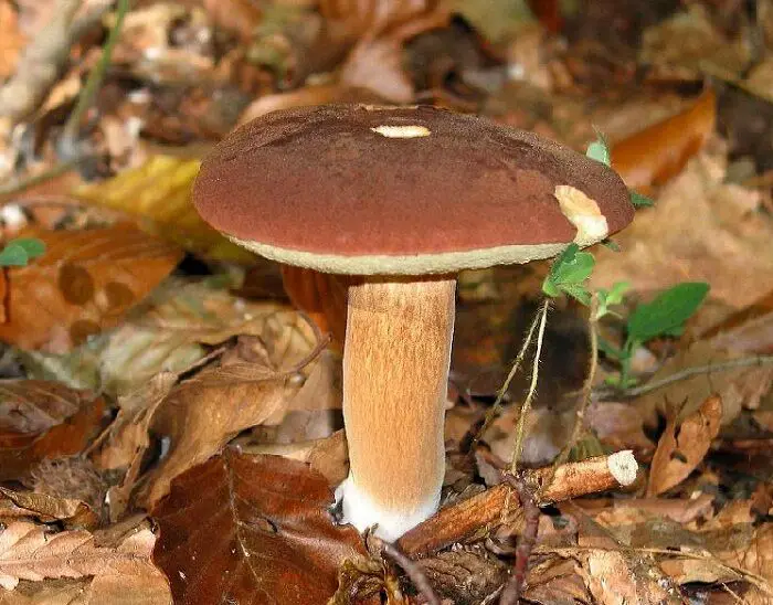 polish mushrooms look like