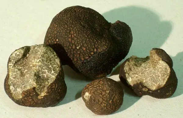 smooth black truffle tuber macrosporum vitt