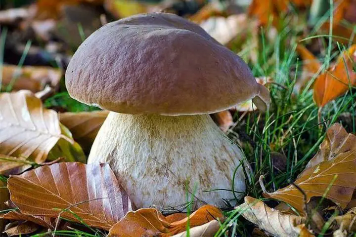 white mushroom boletus edulis