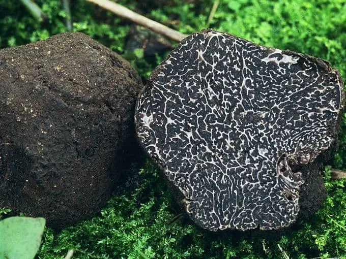 black truffle tuber melanosporum vitt