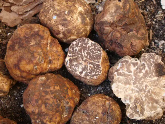 black winter truffle tuber brumale vittadini