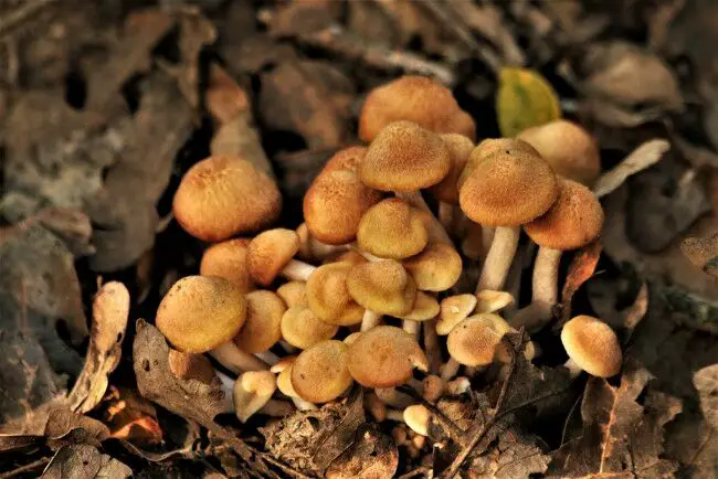 honey mushroom grow in clusters