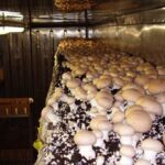 is it safe to grow mushrooms indoors