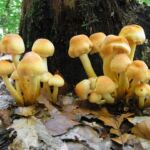 10 Mushrooms That Grow in Clusters and Bunches with Photos