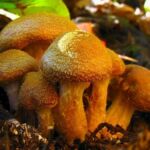 9 Mushrooms that Grow in Fall or Autumn with Pictures