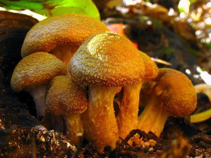 mushrooms that grow in fall