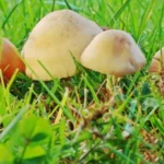 10 Mushrooms that Grow in Grass on Meadow, Field, Yard, Lawn
