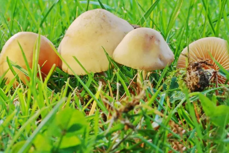 mushrooms that grow in grass