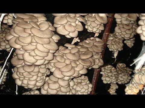 oyster mushroom that grow in clusters