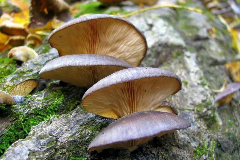 oyster mushrooms on poplar trees