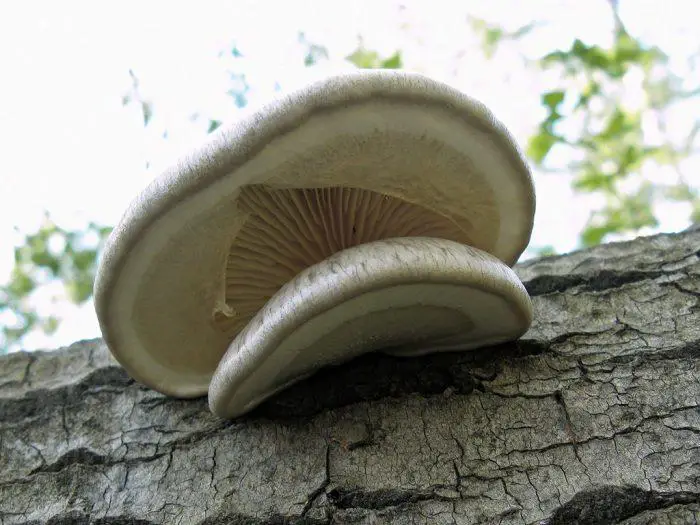 oyster mushrooms that grow under silver birch