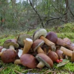 Polish Mushroom Picking Guide: Beginner Mushroom Foraging