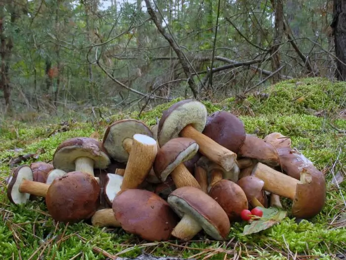 polish mushroom picking