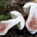 porcini mushroom turns pink when cut