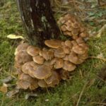 Top 5 Trees under which Mushrooms Grow (List of All Trees)
