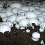 What Climate Do Mushrooms Grow In? (Environment for Growth)