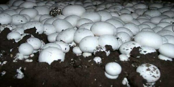 what climate do mushrooms grow in
