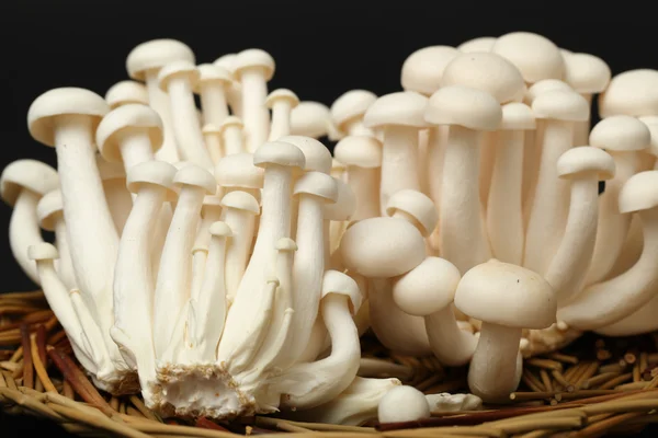 white button mushroom clusters