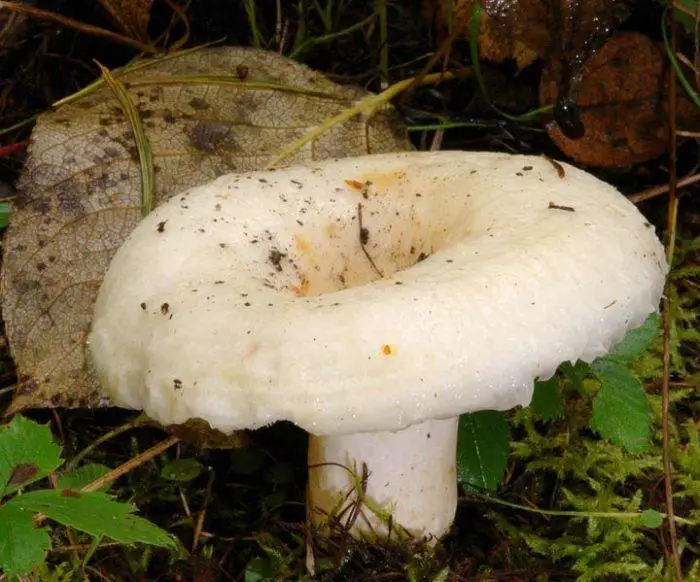 white mushroom grow under silver birch