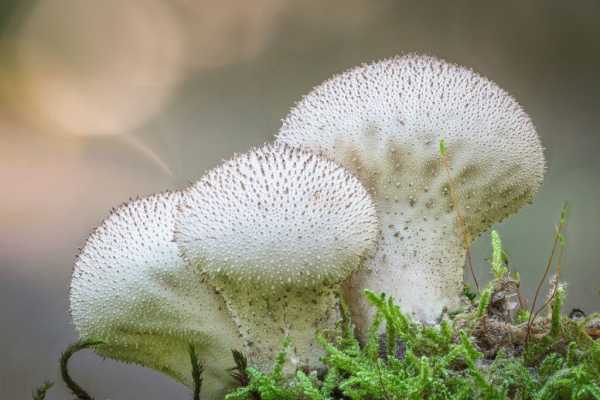 edible raincoat mushroom